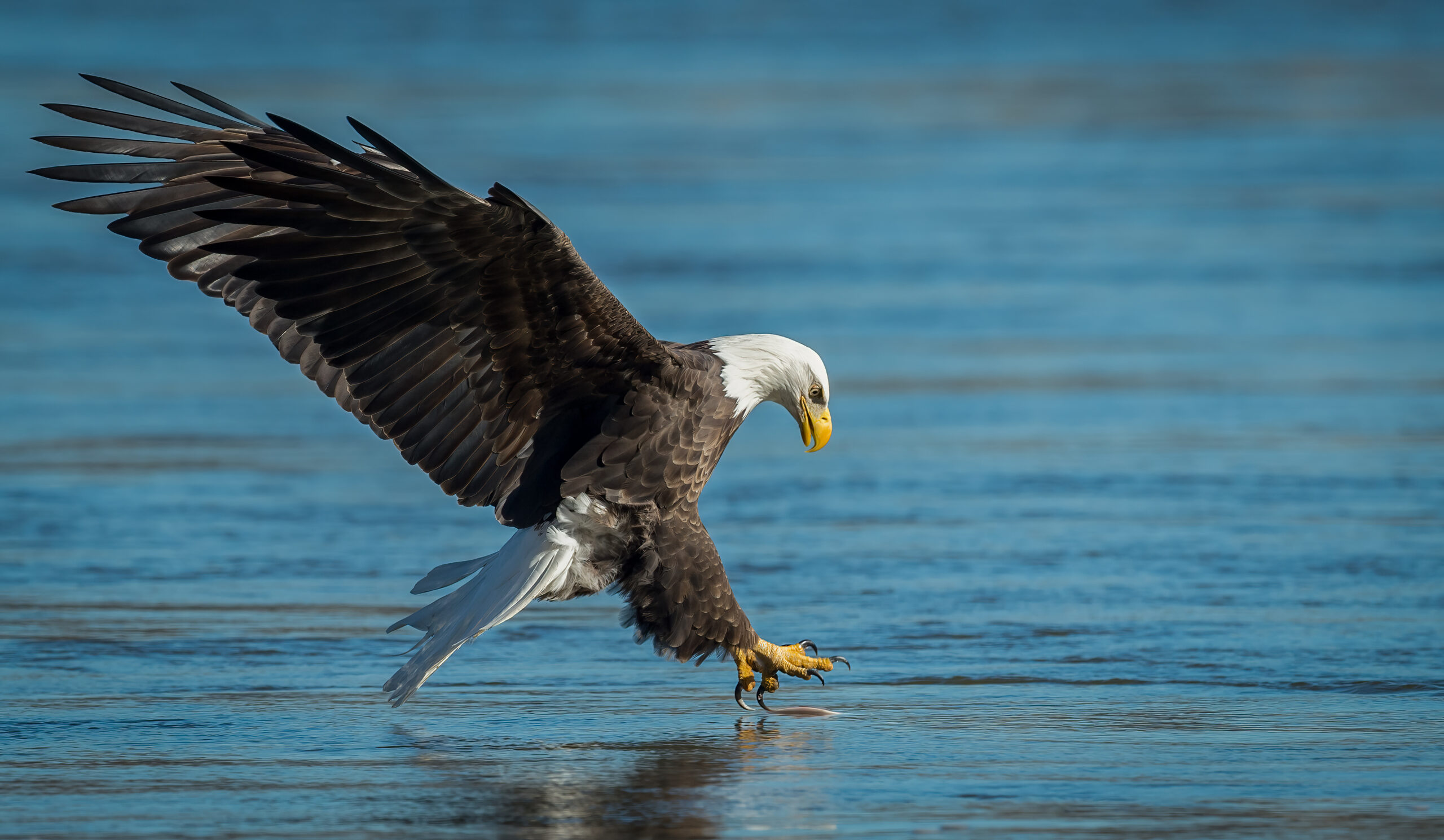 Alaska wildlife eagle mountains scenery from fishing boat