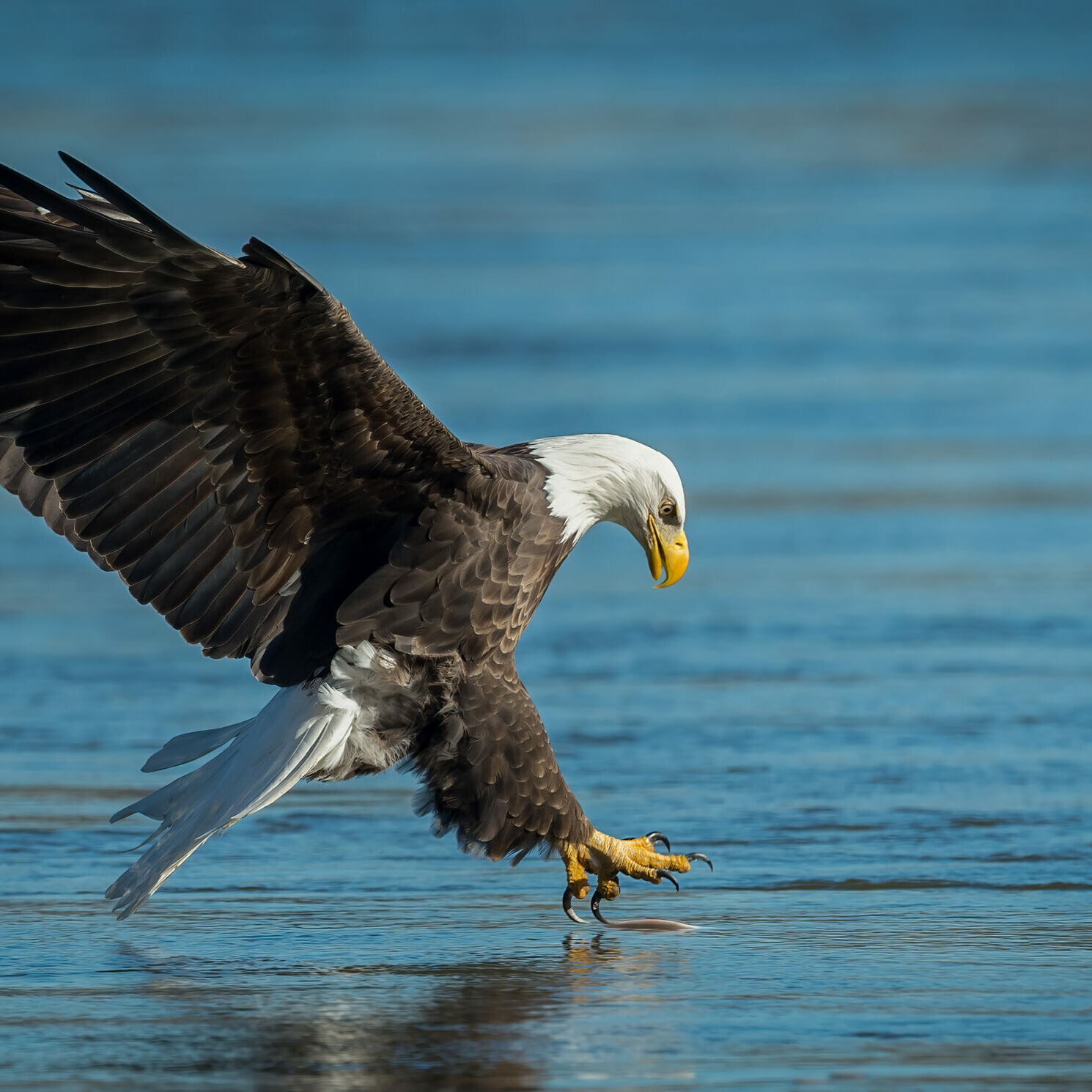A bald eagle fishing