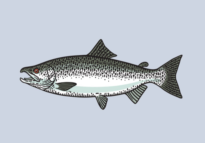 Chinook Salmon