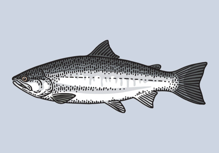 Chum Salmon