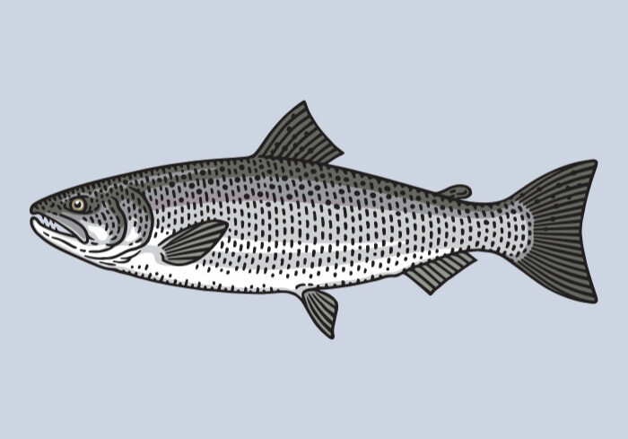 Coho Salmon
