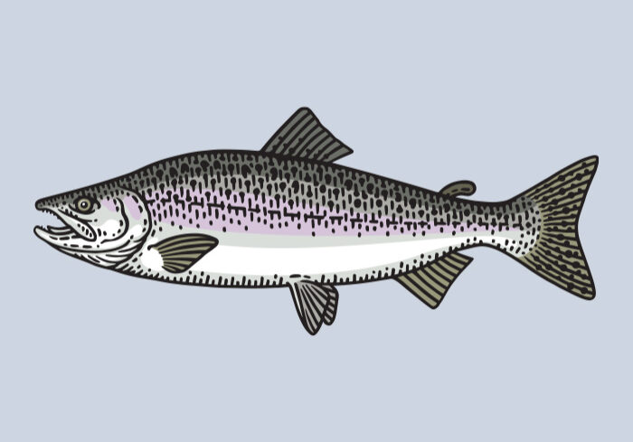 Pink Salmon