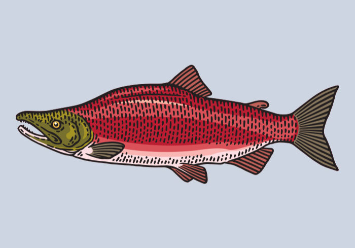 Sockeye Salmon